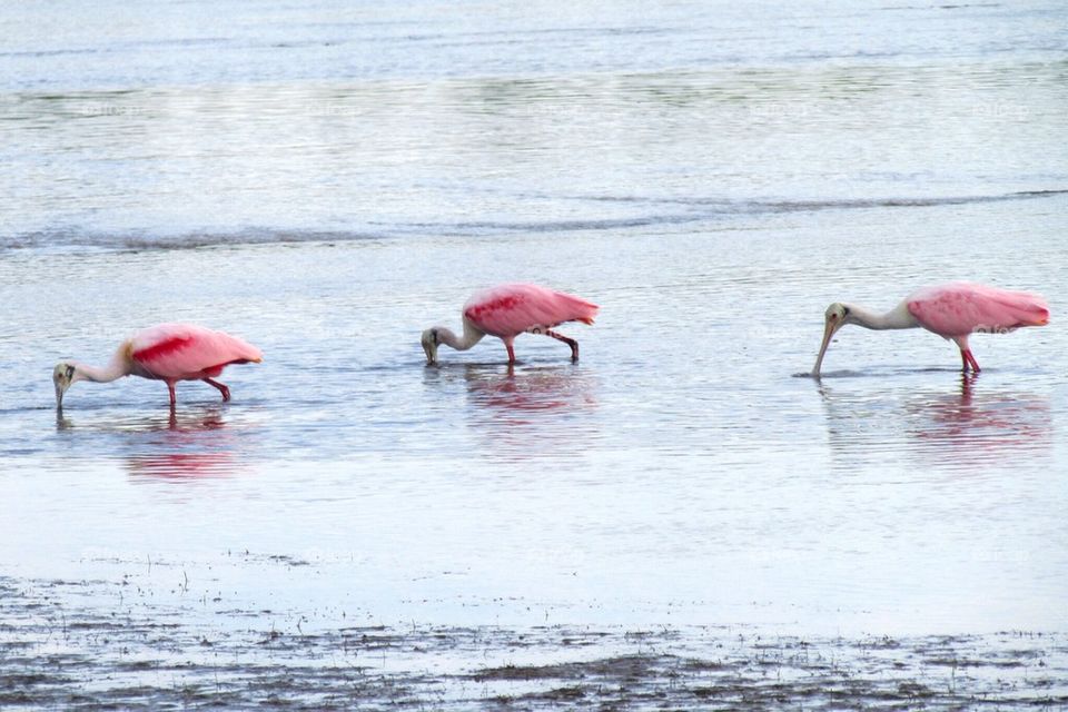 Roseate Spoonbill