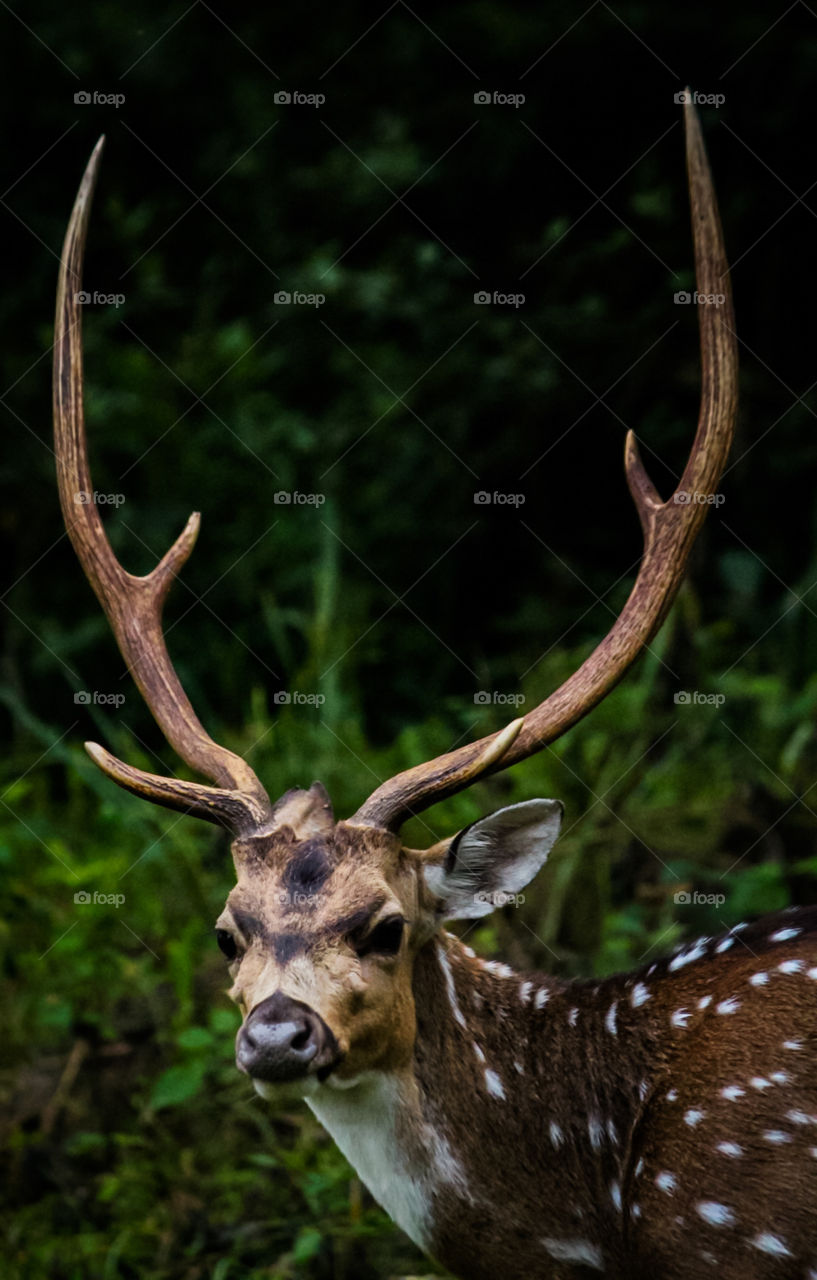 deer