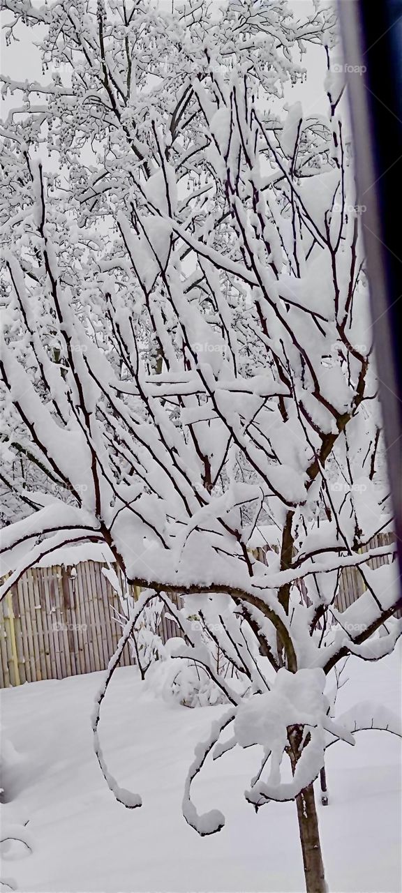 This tree is heavy laden with heaps and heaps of snow, a result of the snowstorm of early December 2023 experienced in „Bavaria“, Germany. Hypnotic Productions