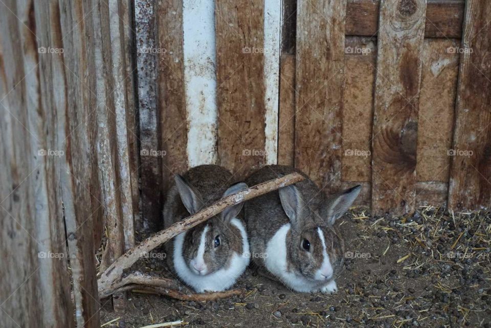 Rabbits#animals#nature#cute