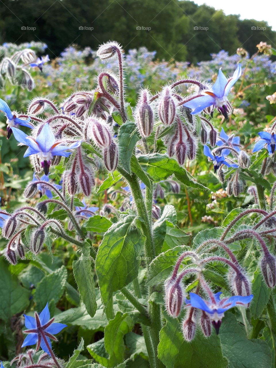 Blue Wild Flowers