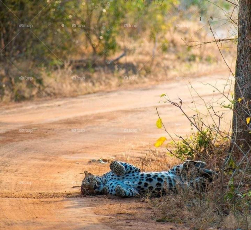 leonardo Acting like a domestic cat