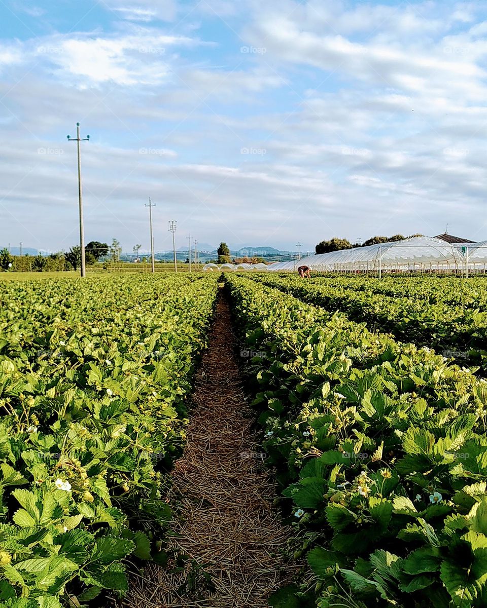 pole uprawne truskawek