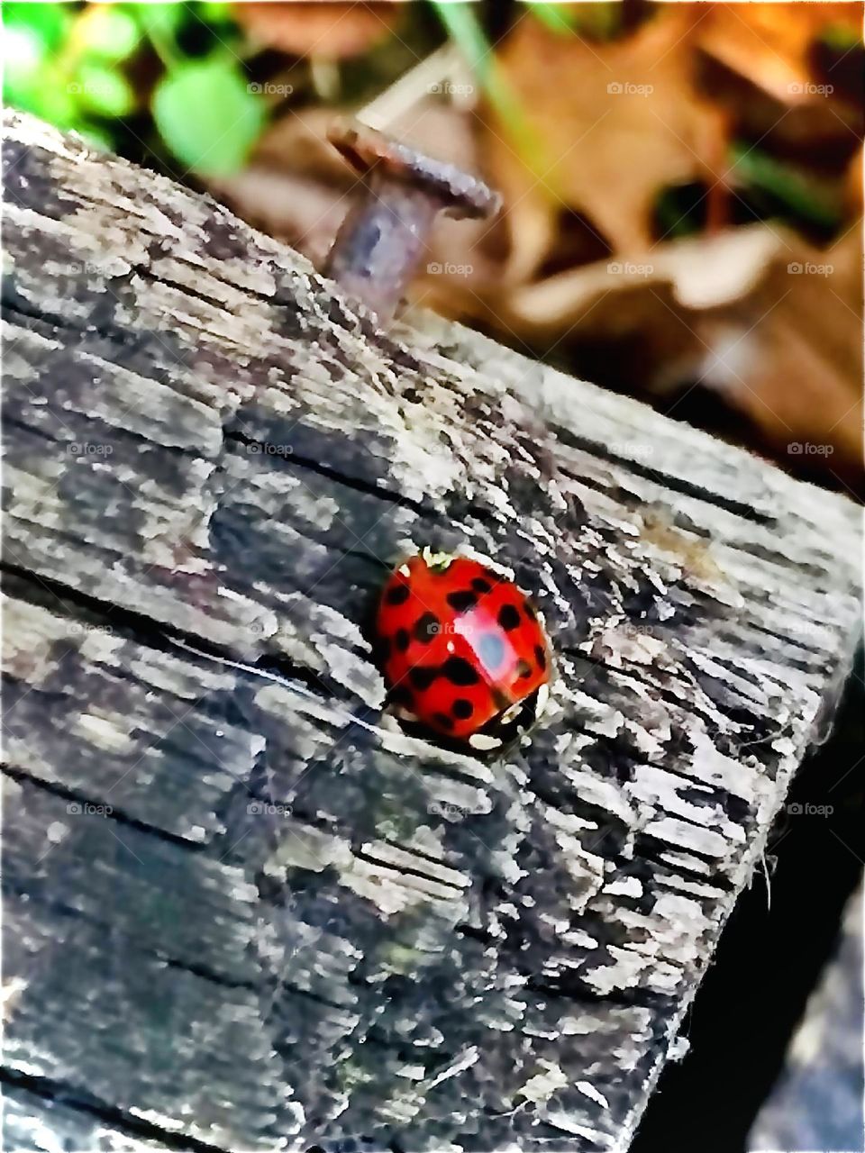 Ladybug on Weathered Wood