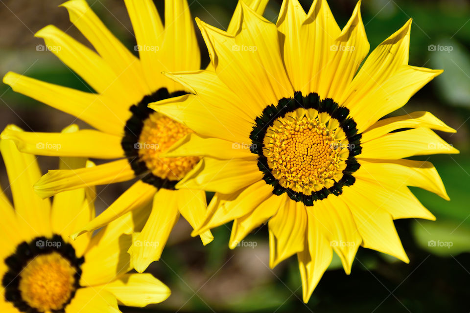 Yellow daisies