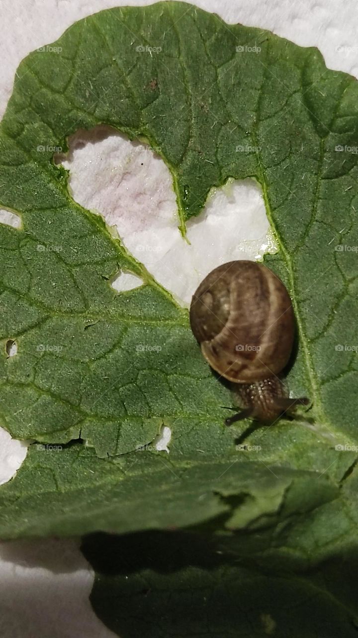 the heart created by our snail