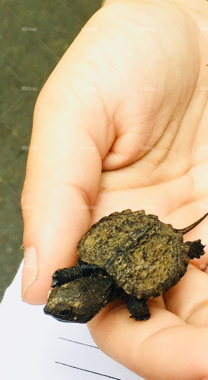 Baby Snapping turtle 
