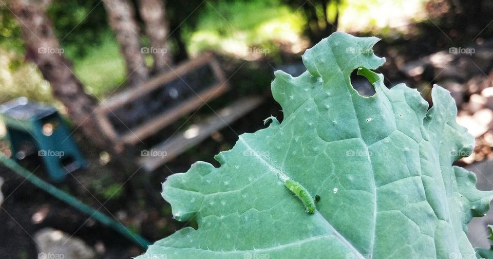Catipillar Moth on Kale