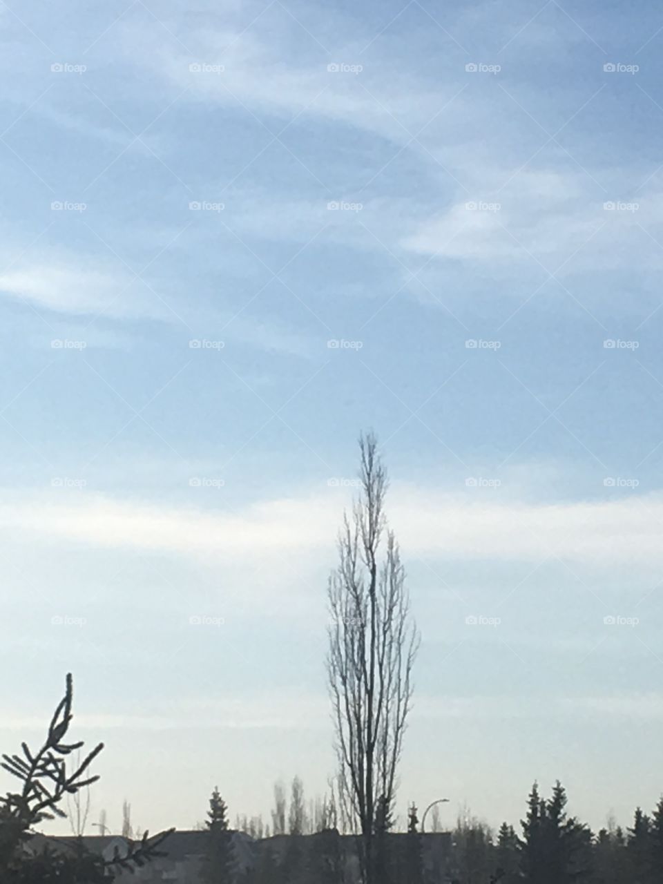 Tree on the skyline 