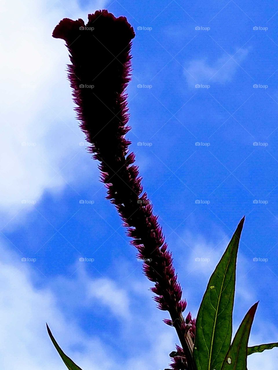 some sort of bright pink flower