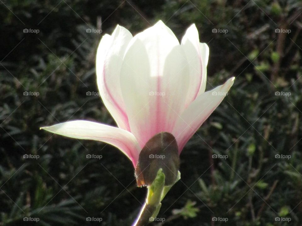 Magnolia starting to bloom with the spring sunshine