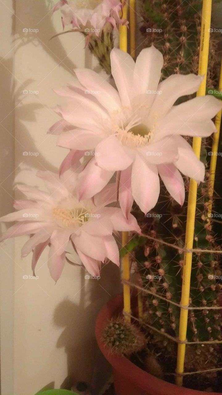 мой любимый кактус