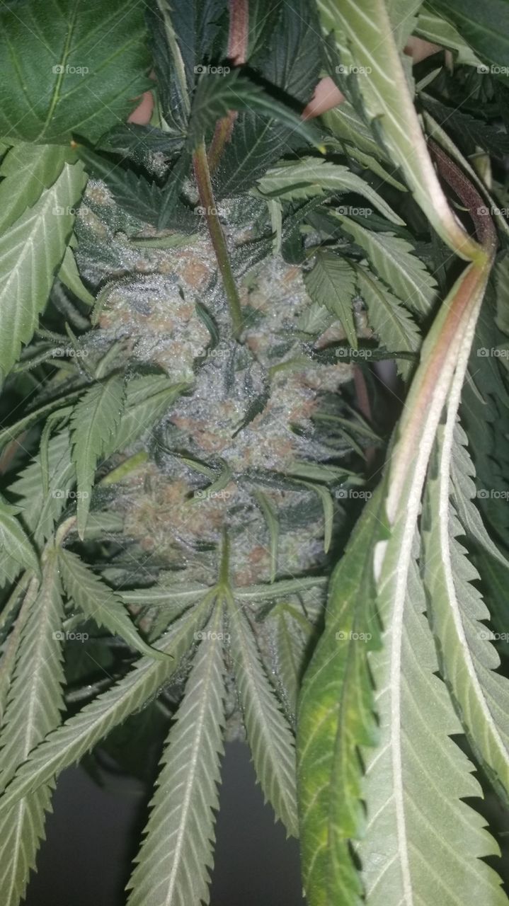 beautiful flowering bud