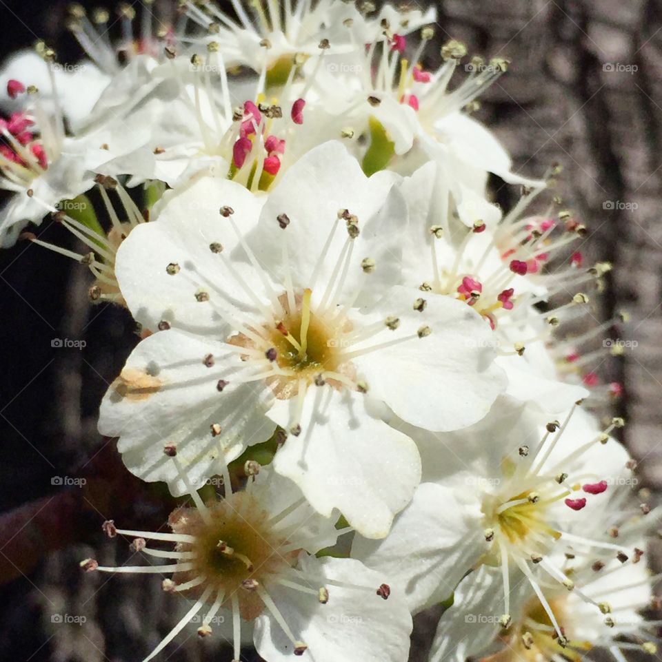 Flowering pear V