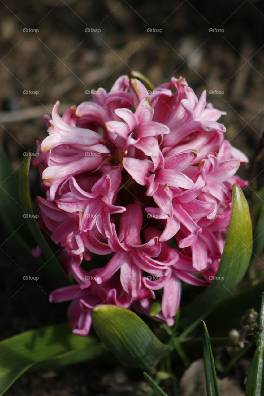 Hyacinth 