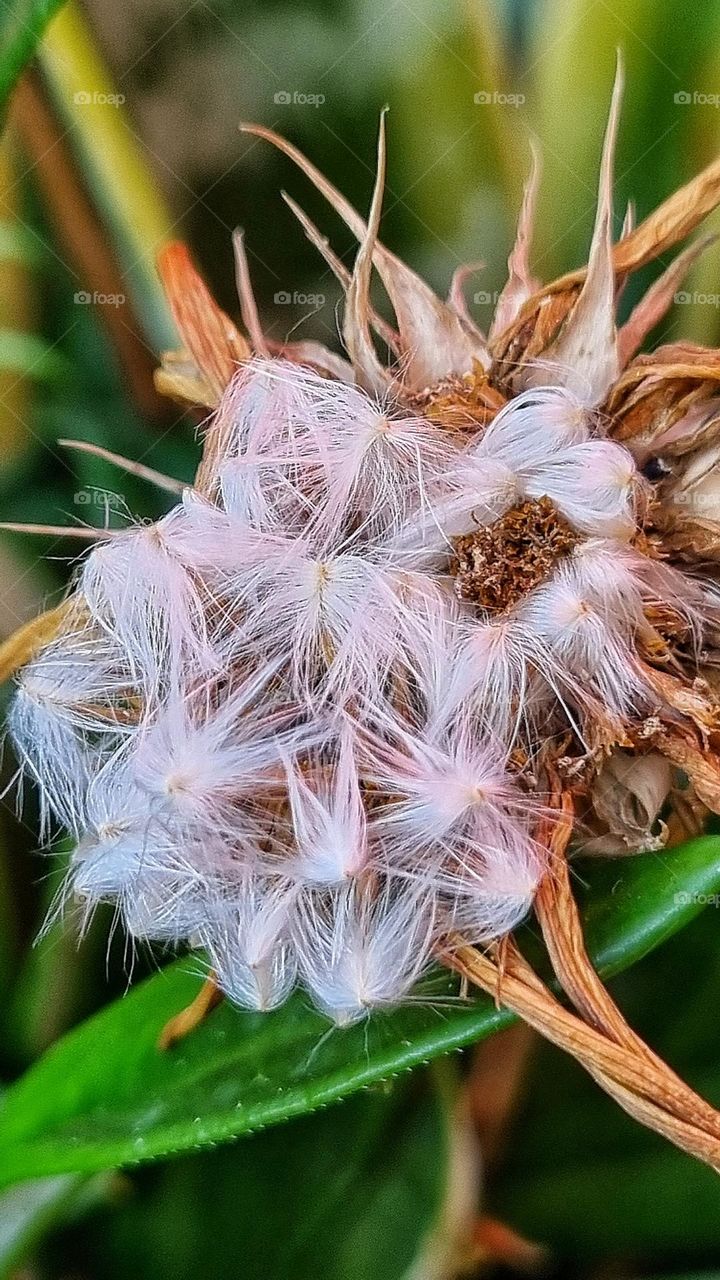 close-up of a dying flower