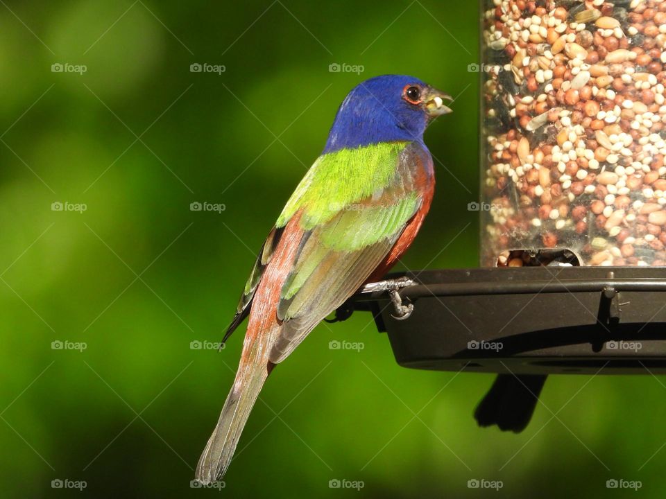 Painted Bunting male bird with brightly colored feathers eating seeds from bird feeder