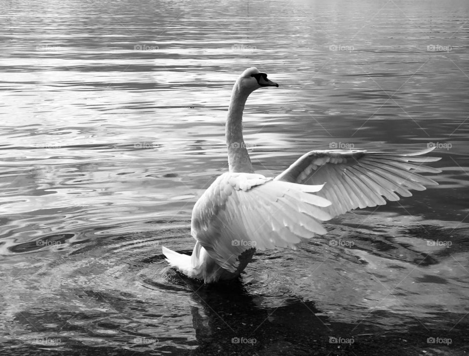 Swan forward