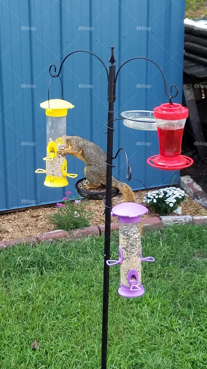 Ornery squirrel eating from bird feeder