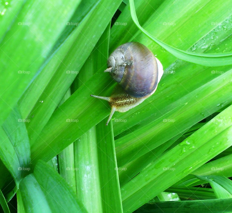 A snail is crawling along the green leaf path