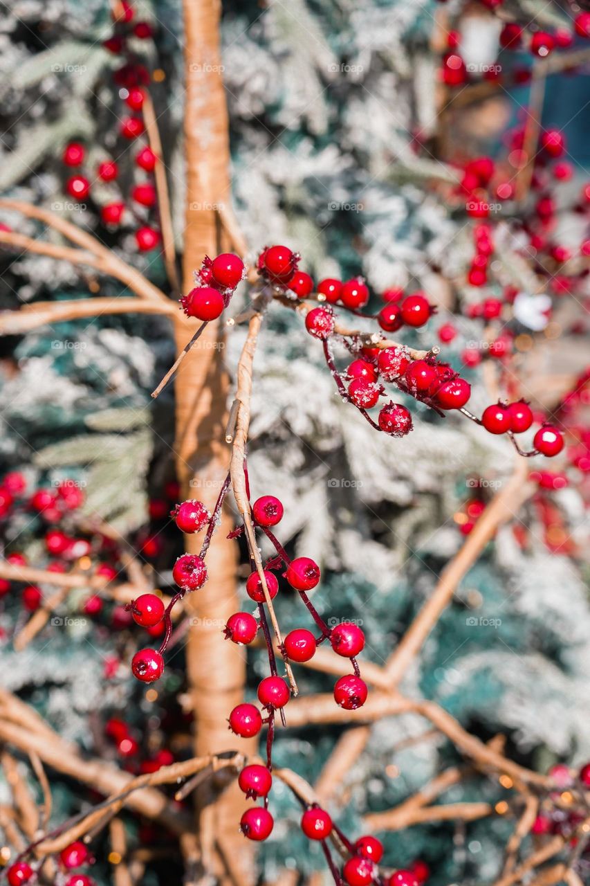 Frosty icy cranberries