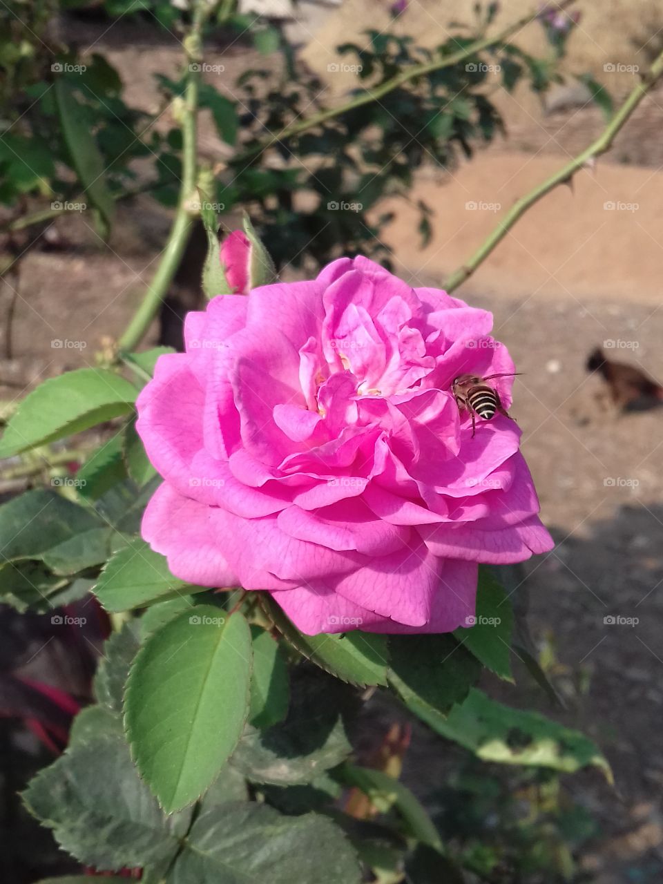 beautiful rose with hany bee