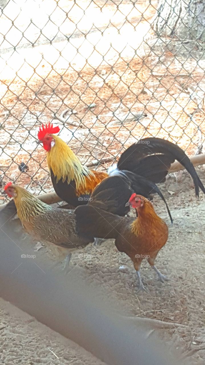 Rooster and Two Hens