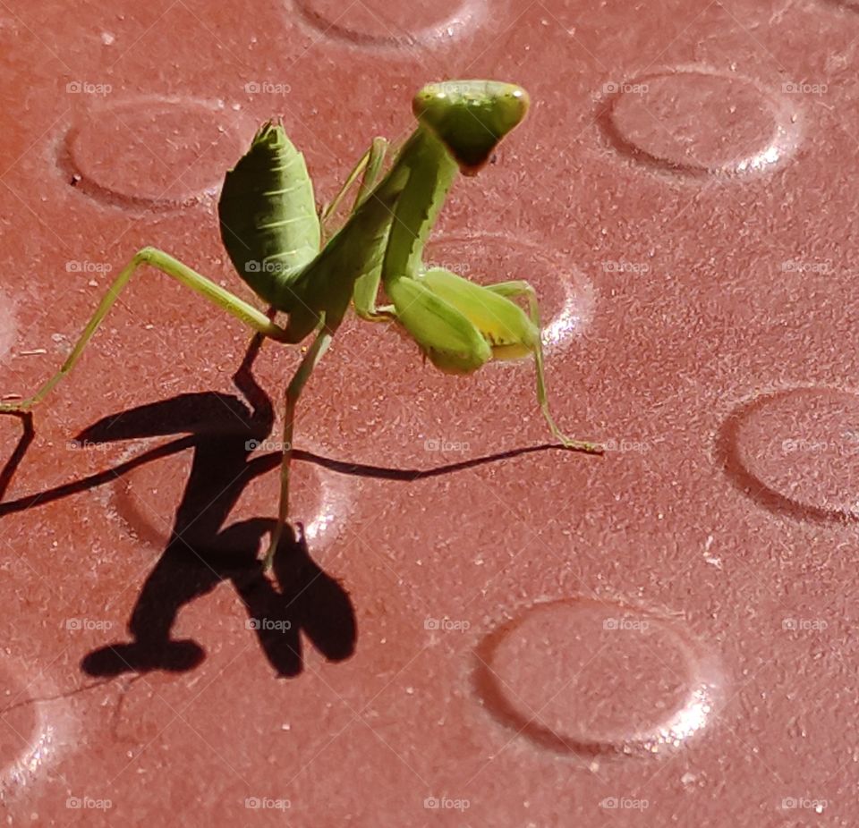 grasshopper posing for the 📷