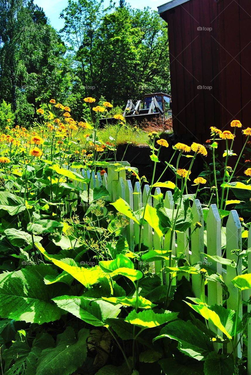 Green plants in garden