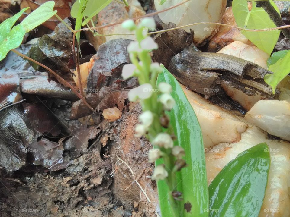Beautiful white flowers smalling and attractive some insects.