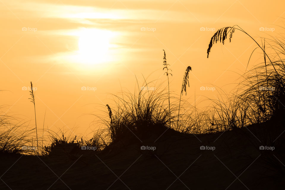 Silhouette of grass growing on sand dunes at sunset 