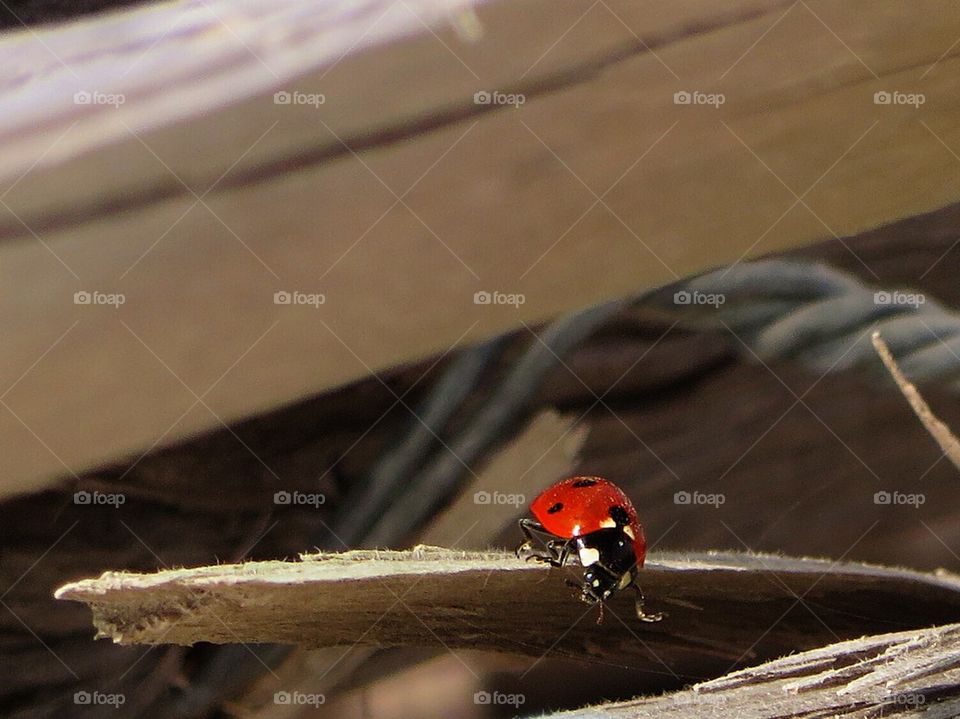 Ladybug