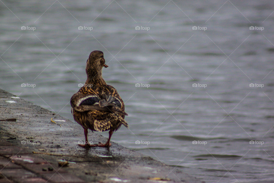 Duck. Bird looking on the water