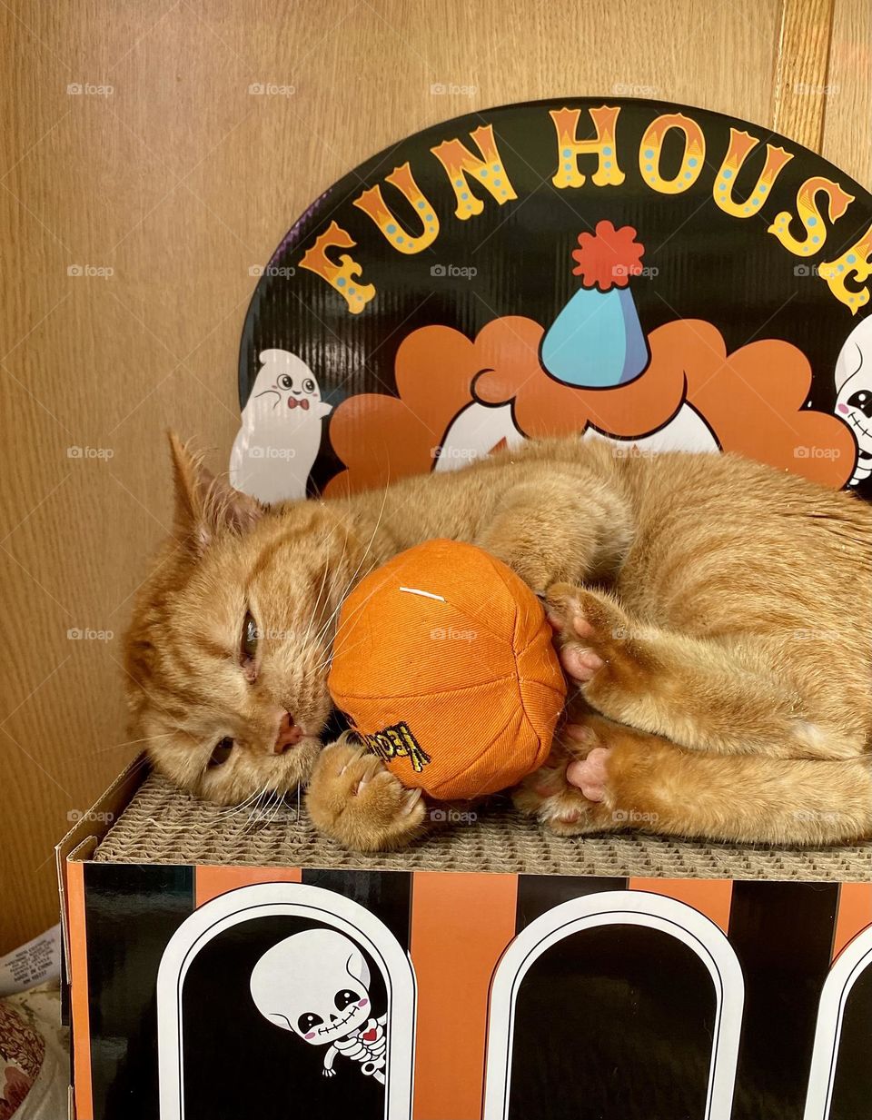 Daisy loves her catnip toys.  This is her Yeowww catnip pumpkin