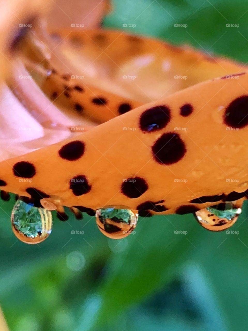 Gardens of tiger lilies are reflected in the raindrops that have collected after a summer rainstorm.