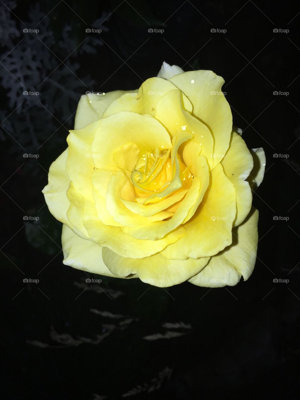 beautiful yellow roses
