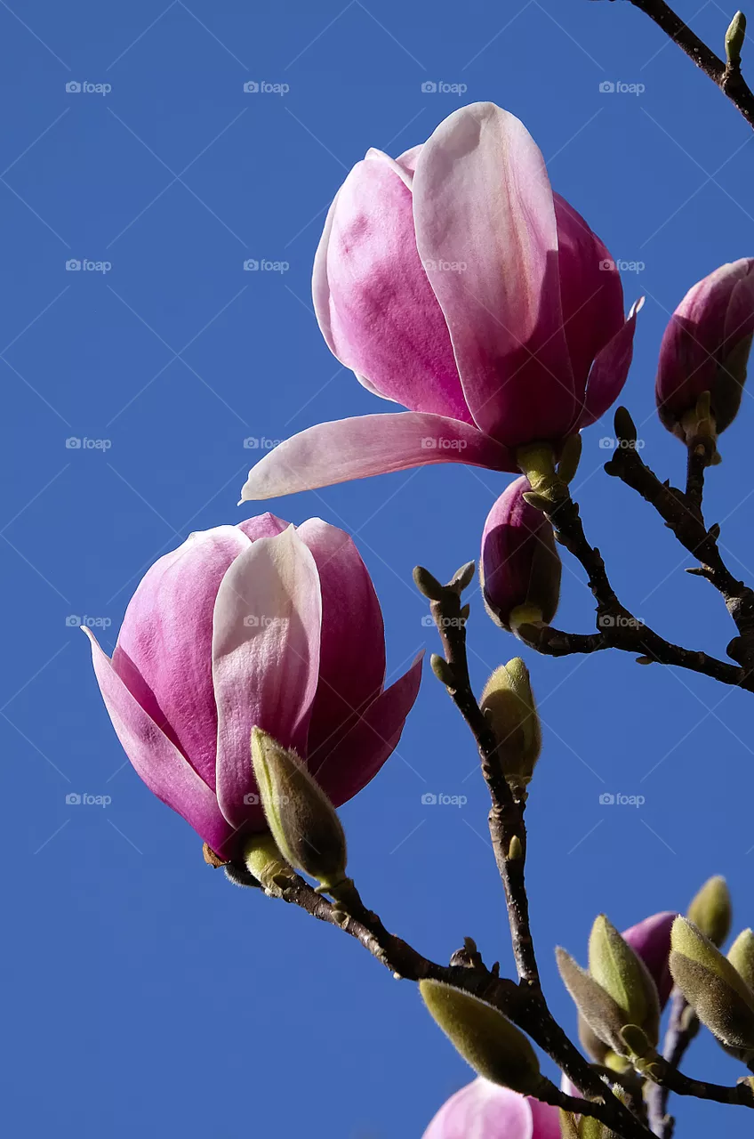 Early spring in the southern hemisphere