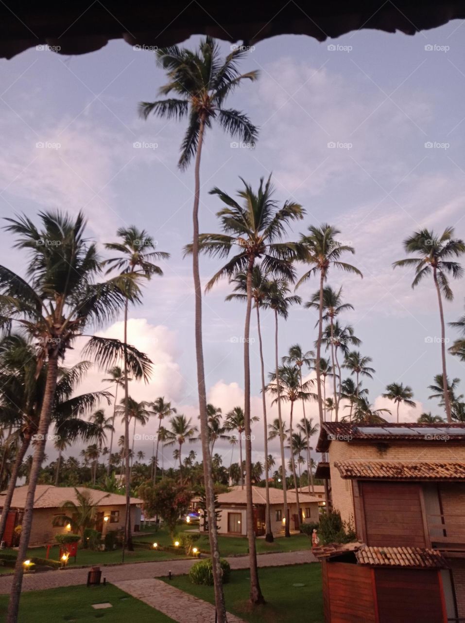 houses and coconut palm trees / edificaciones y coqueros