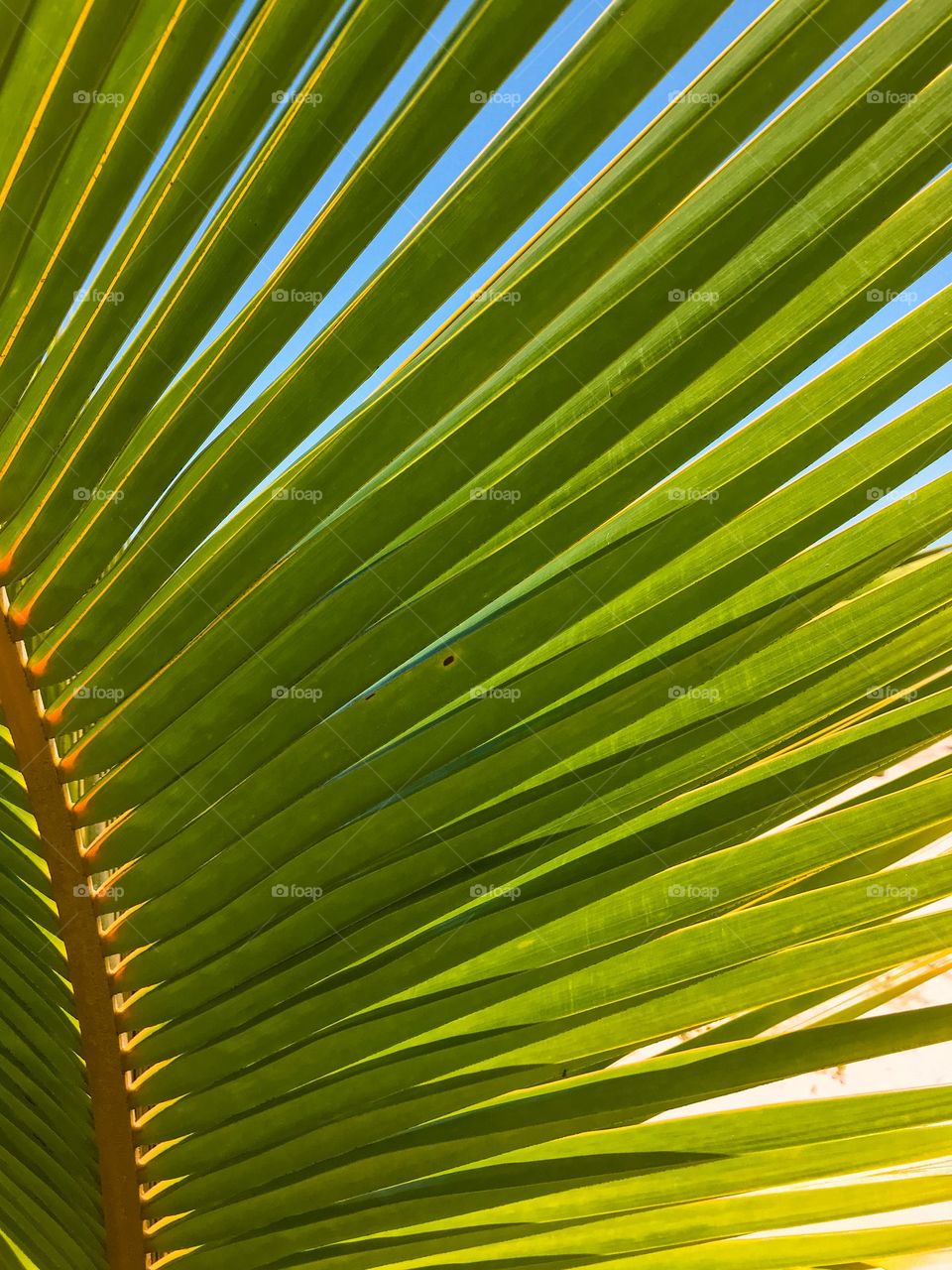 Isso que vocês estão vendo é uma palha de coco
