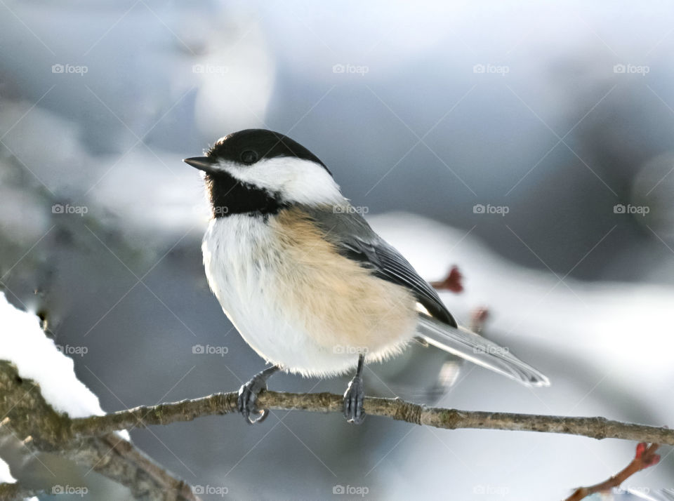 Little cute chickadee perched on a thin branch