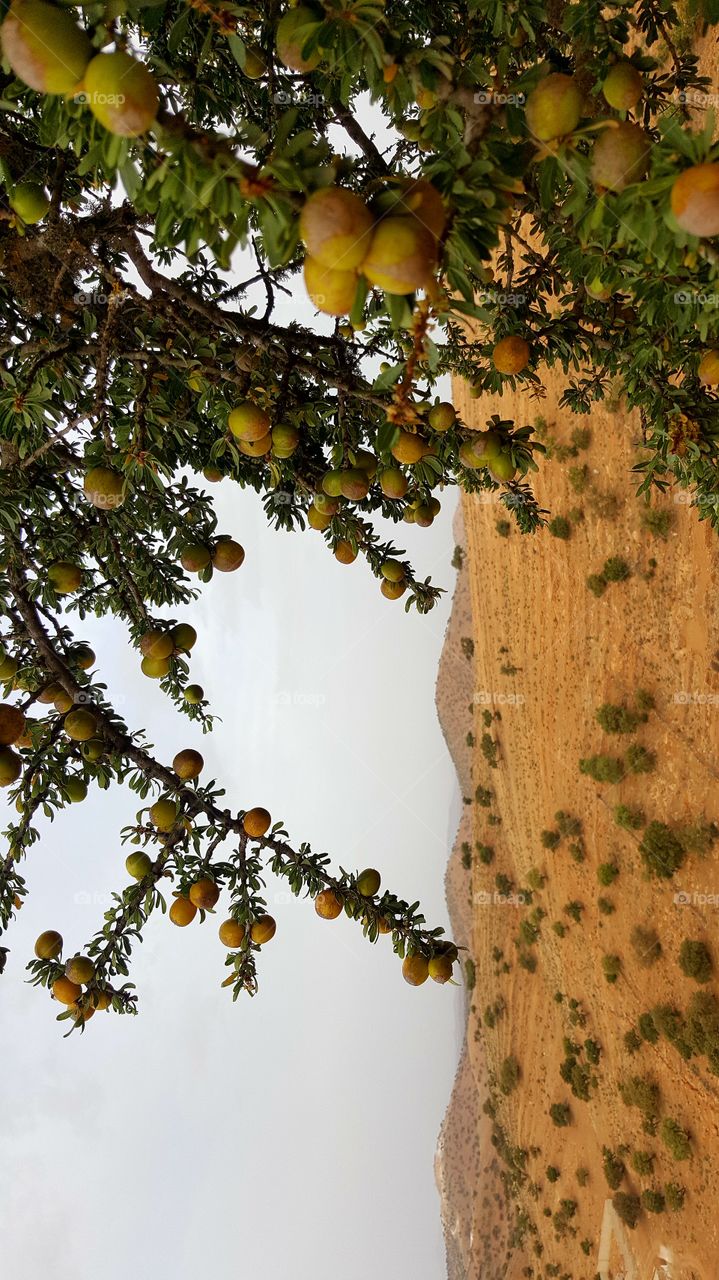 ARGAN grain tree nature