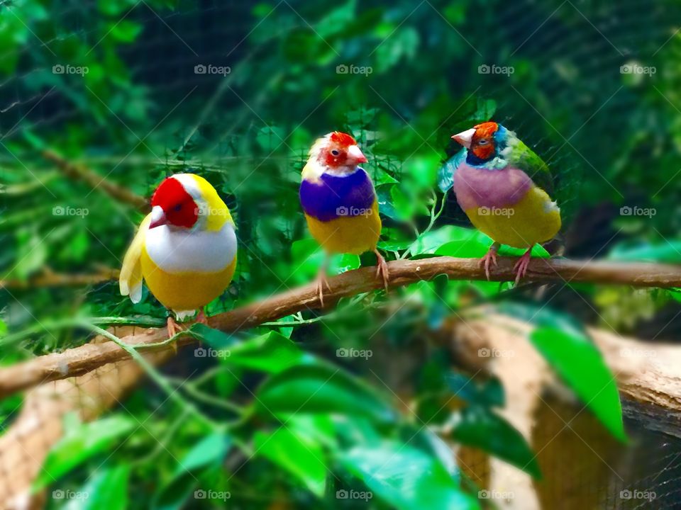 Birdies tweeting away 
