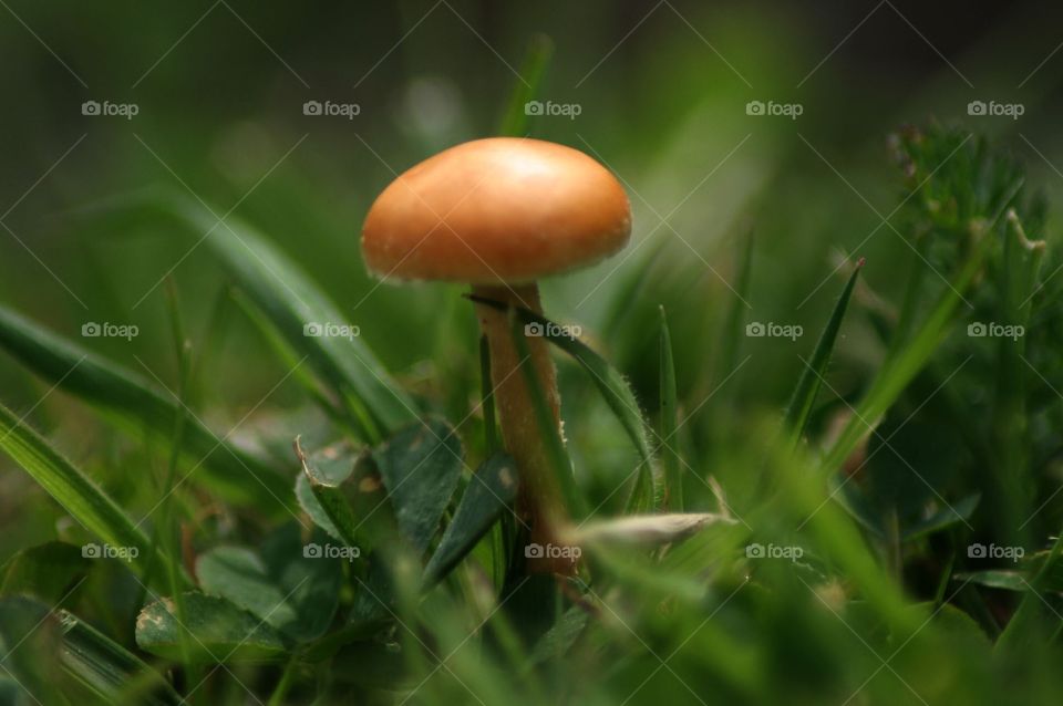 Orange mushroom 