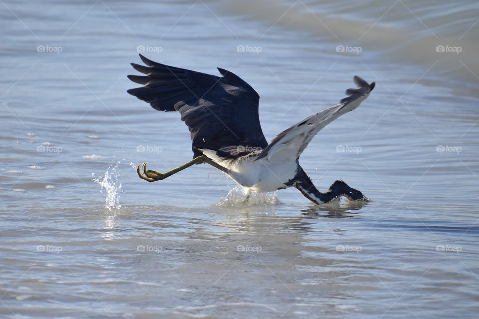 Diving Pelican 