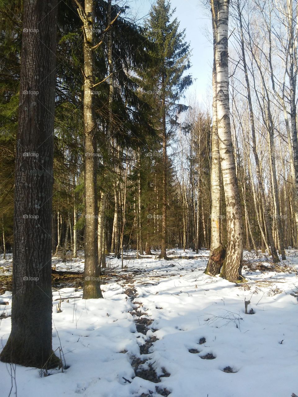 forest