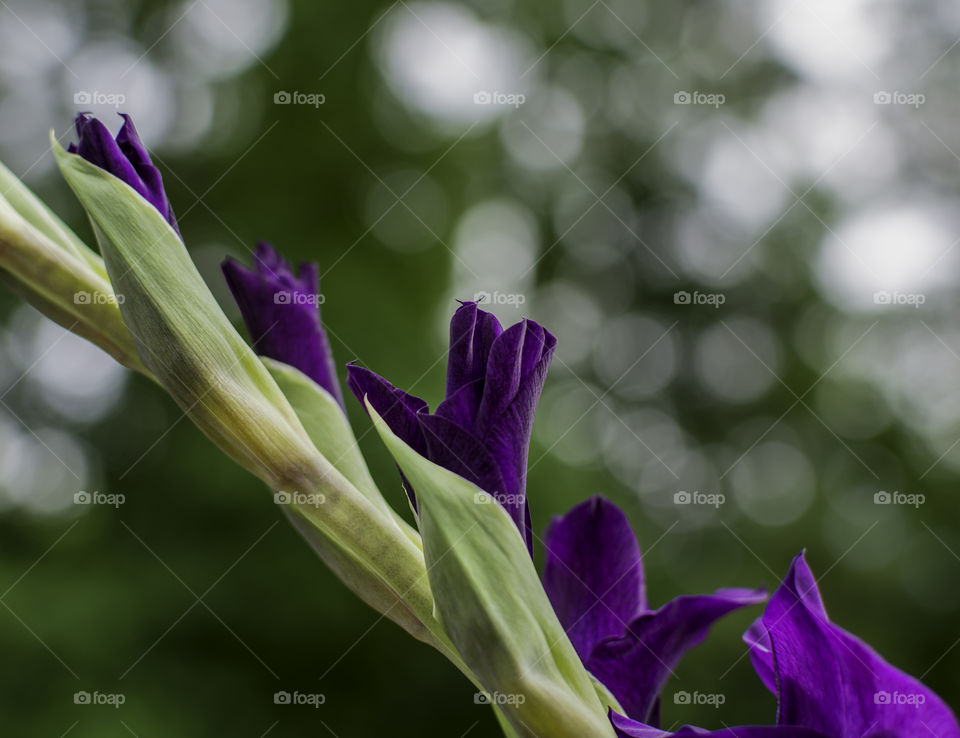 Side angle view of blooming purple gladiolus 