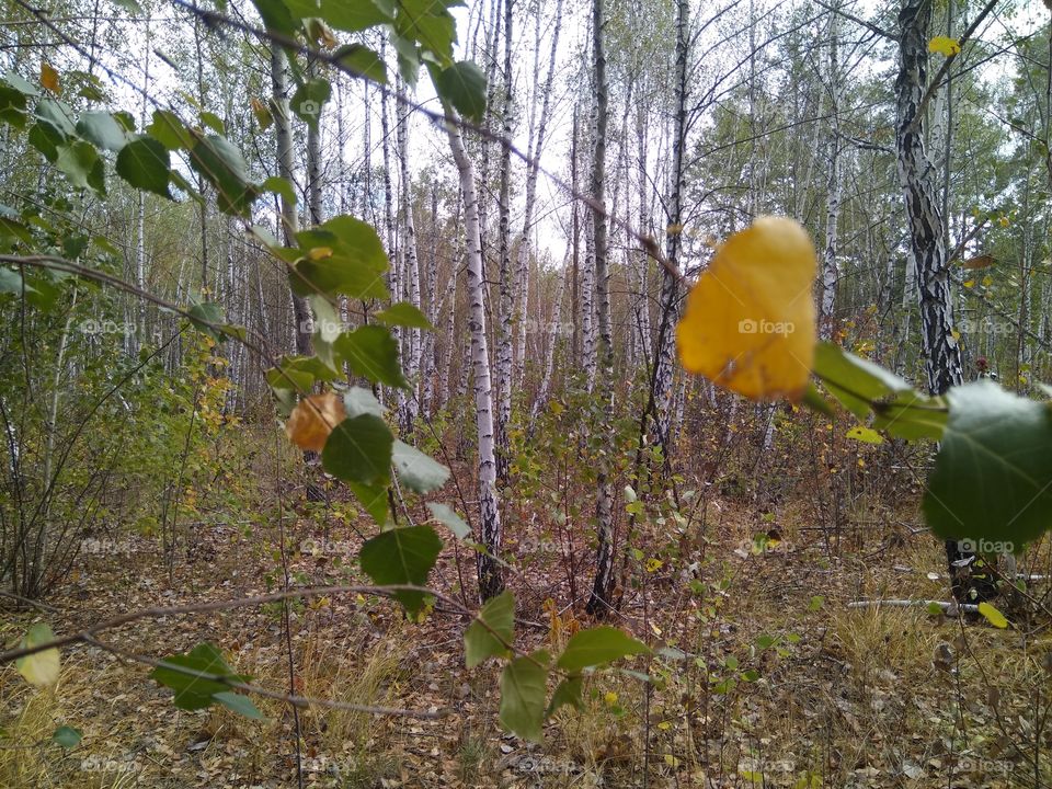 И в каждом уголке леса найдется чудо