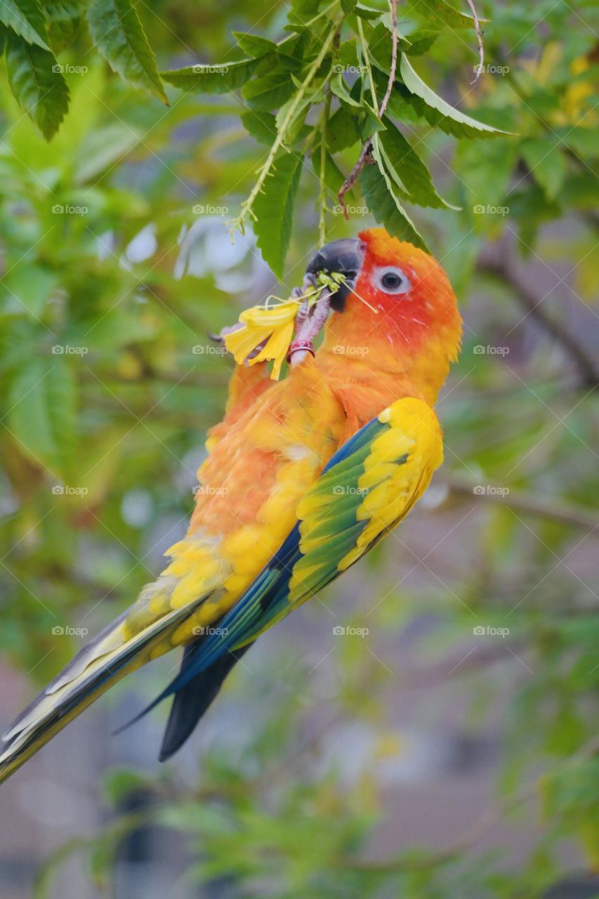 Birds and bees beauty 