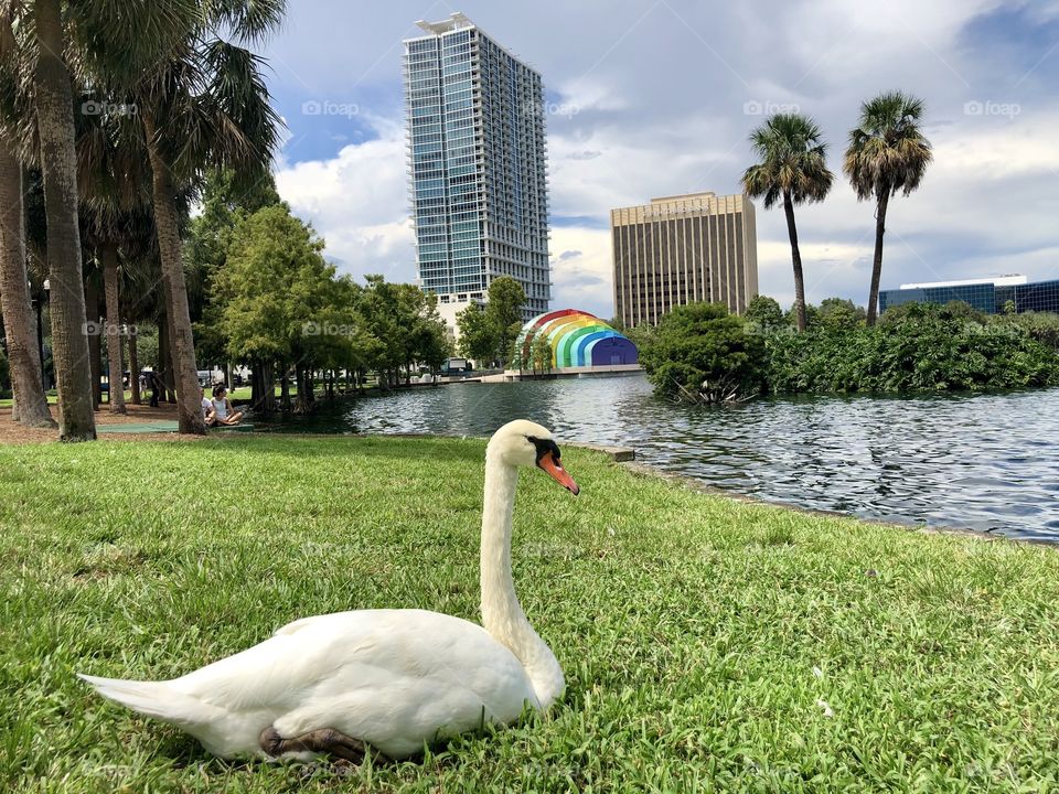 Swan at Lake Eola, Orlando