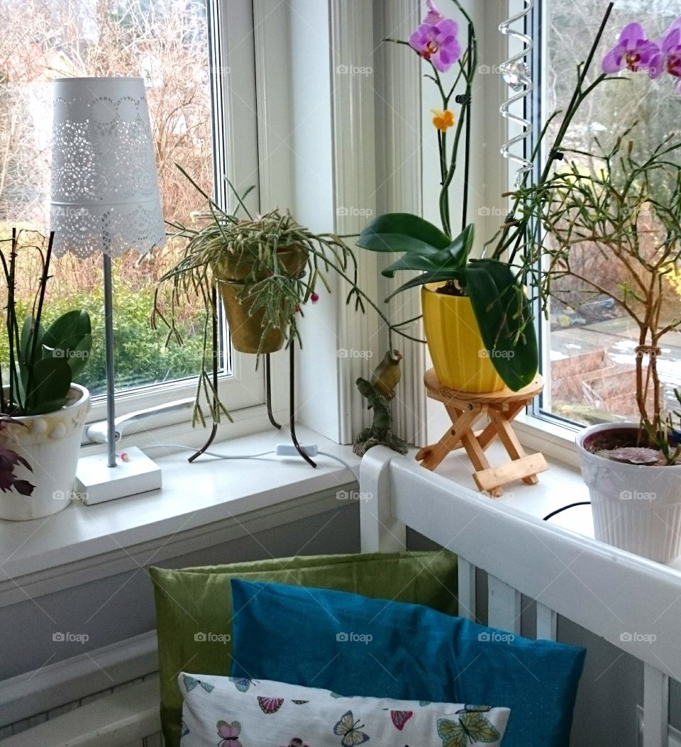 plants in the window